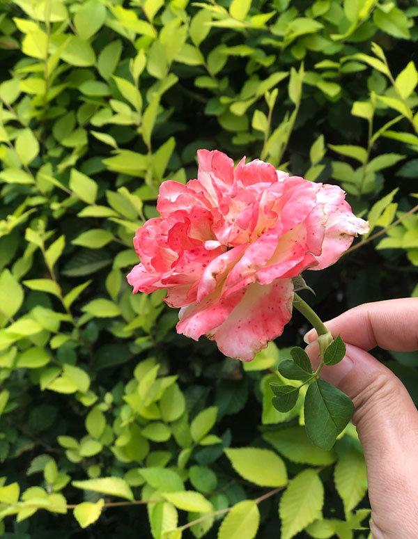 夫宫被合烂桃花，适合找二婚男的八字