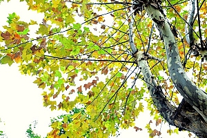 2018年10月29日刘姓女宝宝起名刘北梧,朝游北越暮苍梧
