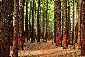 八字实例分析:公司董事长之命,藤萝系甲有大用