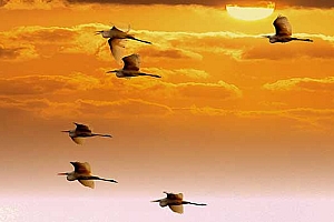 许姓女宝宝起名许销雨:落霞与孤鹜齐飞,秋水共长天一色