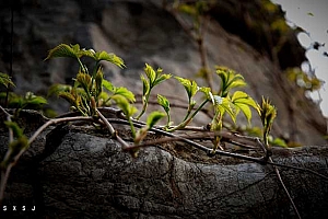 12月14日出生广州黄姓女宝宝起名黄慕焉,护木止水保平安