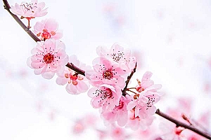 2019年12月29日出生刘姓女宝宝起名刘宜暄:有影宜暄煦,无言自冶容