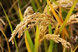 2020年5月20日出生安阳男宝宝起名宋秋成:春种一粒粟,秋成万颗子