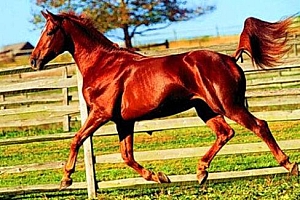 杭州临安赵姓男孩起名赵骥圳:鸿飞开羽翼,骥逸圳精神