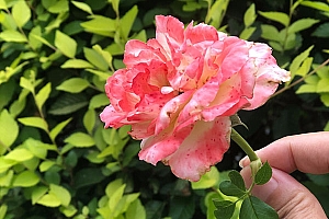 八字实例分析:夫宫被合烂桃花,适合找二婚男的八字