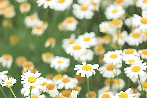 八字实例分析:偏印格食神女命,合伙创业的橄榄枝接还是不接?