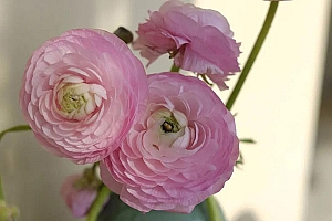 八字实例分析:官杀混杂正印受损,处在离婚边缘的女命