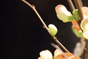 八字实例分析:偏印格食神被克坏财源受损,性格内向导致生意受挫