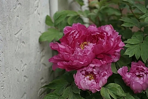 八字五行看性情特征