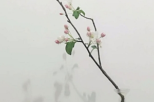 八字实例分析:食神制杀太过,地支三个卯木的人