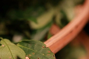 八字实例分析:伤官重重嫁老夫,金水真伤官女命一例