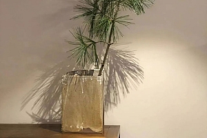 八字实例分析:乙木酉月官杀混杂,禄神刑冲并见消极懈怠