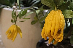 八字重情重义的一些看法