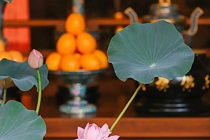 八字实例分析:伤官格财旺印弱,放生能弥补八字缺陷吗