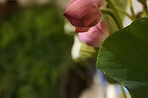 八字实例分析:偏印七杀伤身,原生家庭的伤害如何化解?