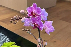 八字实例分析:食神太旺临文昌和学堂,潜居抱道以待其时