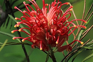 广东湛江余姓男宝宝起名余树桦:一池荷叶衣无尽,数树桦花食有余