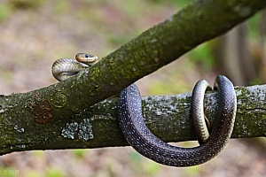 简评乙巳流年运气(甲日主)