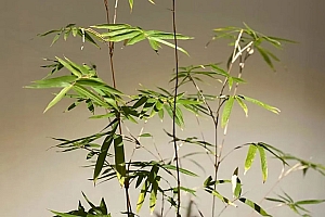 十天干之乙木小档案