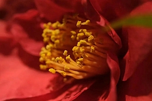 八字实例分析:阳刃格夫宫合害并现且伤官见官,两次婚姻皆遇人不淑