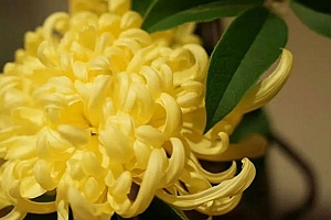 八字实例分析:金水旺入从格大运却反背,事业财运感情都不顺利