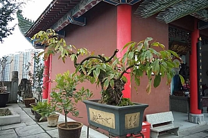 如何感受名字的场能?