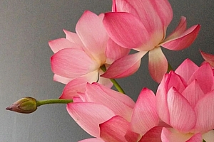 八字实例分析:伤官格印星无力,婚姻宫两次受穿的女命