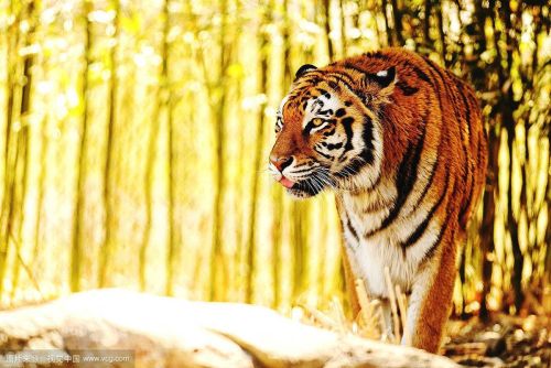 阳光下的老虎，老虎沐浴享受着阳光