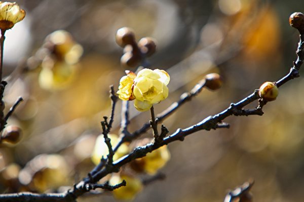 丙火暖土、荣木