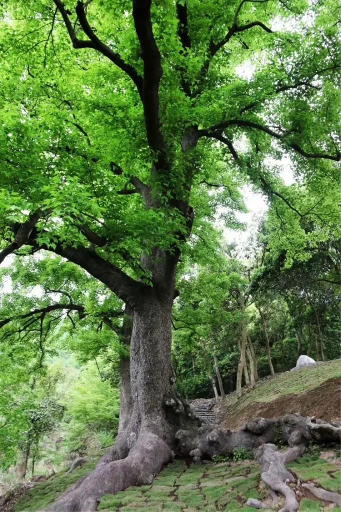 “三”作为木属性的字,在人名中可寓意着生机勃勃、积极向上、仁爱和发展。